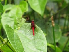 Erythrodiplax castanea