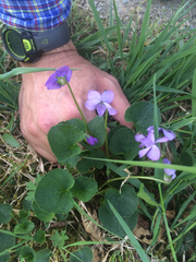 Viola langsdorffii