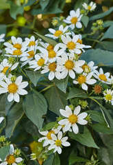Montanoa guatemalensis