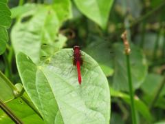 Erythrodiplax castanea