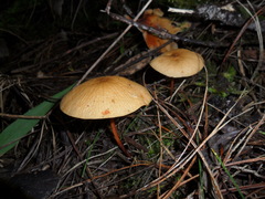 Marasmius cladophyllus
