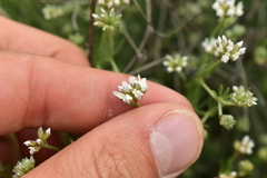 Lotus dorycnium