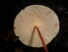 Marasmius cladophyllus