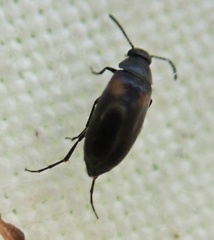 Anaspis fasciata