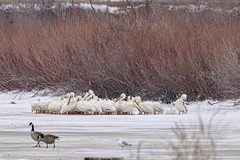 Pelecanus erythrorhynchos