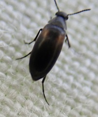 Anaspis fasciata