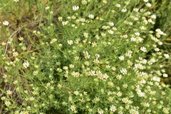 Lotus dorycnium