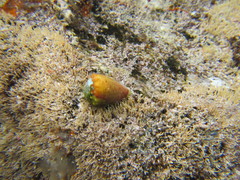 Conus miliaris pascuensis