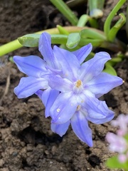 Brodiaea terrestris