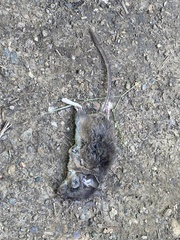 Peromyscus californicus