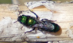 Hoplitis fulgida
