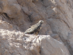 Geranoaetus melanoleucus australis