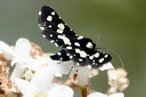 Mournful Thyris Moth photo 5