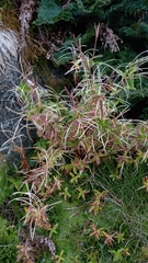 Epilobium gunnianum