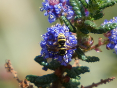 Ceriana tridens