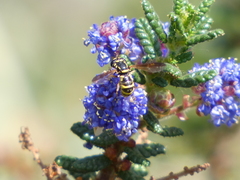 Ceriana tridens