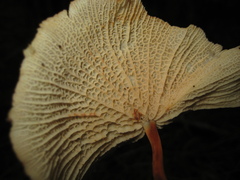 Marasmius cladophyllus