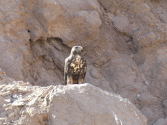 Geranoaetus melanoleucus australis