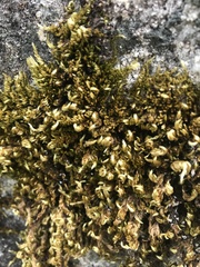 Homalothecium aureum