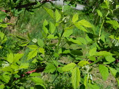 Rubus leucodermis