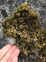 Homalothecium aureum