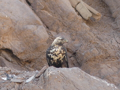 Geranoaetus melanoleucus australis