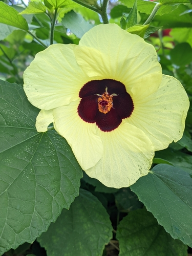 Hibiscus ovalifolius observed 2022-04-19