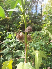 Hibiscus striatus