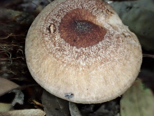 Yellowdrop Milkcap