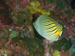 Chaetodon pelewensis
