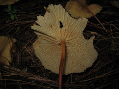 Marasmius cladophyllus