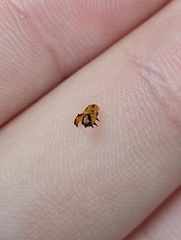 Antithemerastis acrobela