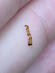 Antithemerastis acrobela