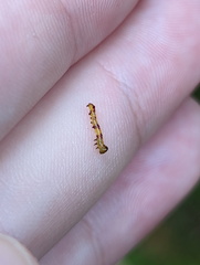 Antithemerastis acrobela