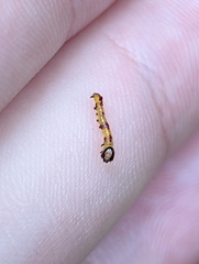 Antithemerastis acrobela