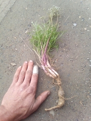 Lomatium geyeri