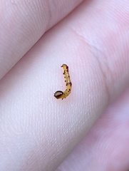 Antithemerastis acrobela