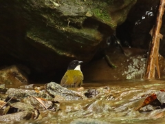 Arremon atricapillus