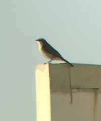 Pycnonotus goiavier