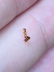Antithemerastis acrobela