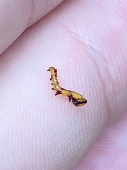 Antithemerastis acrobela