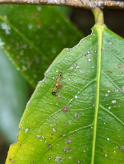 Antithemerastis acrobela