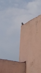 Melozone fusca