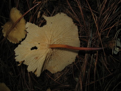 Marasmius cladophyllus