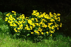 Caltha palustris