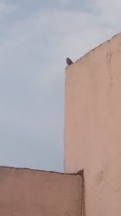 Melozone fusca