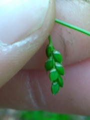 Carex cumberlandensis