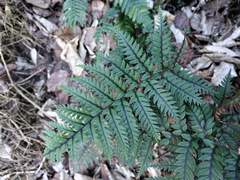 Polystichum neozelandicum neozelandicum
