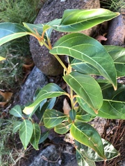 Citharexylum spinosum