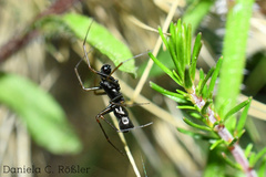 Neriene furtiva